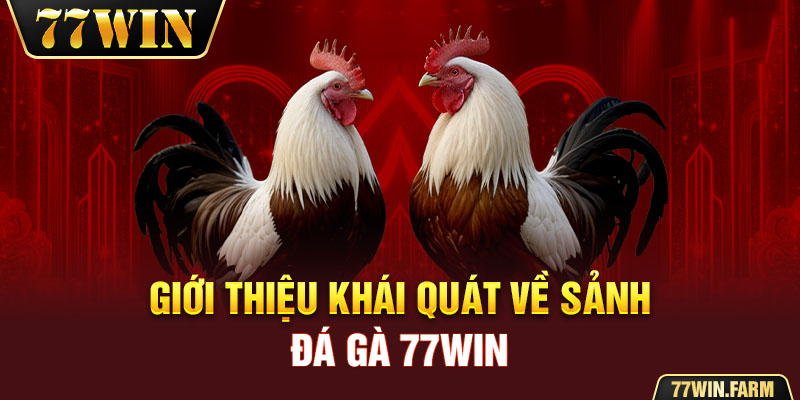 Giới thiệu khái quát về sảnh đá gà 77WIN