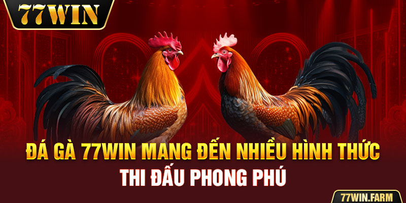 Đá gà 77WIN mang đến nhiều hình thức thi đấu phong phú